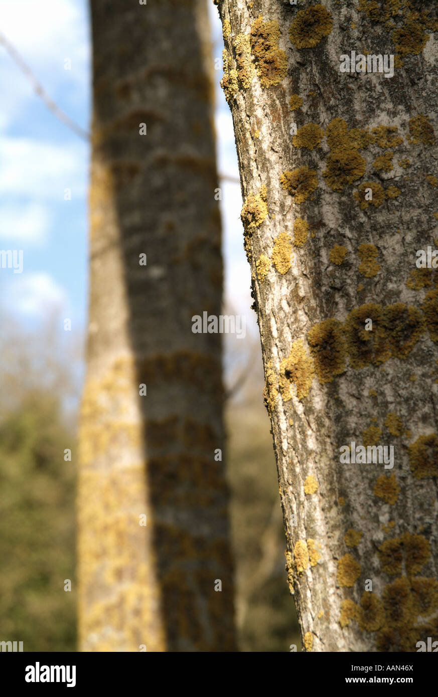 Detail of lichen in a pinetree trunk Stock Photo