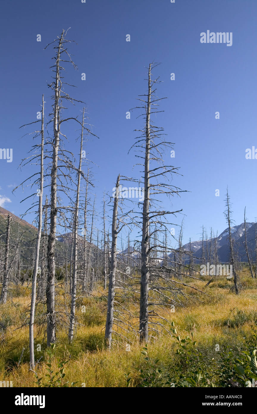 Black Spruce trees killed by the Spruce Bark beetle due to global ...