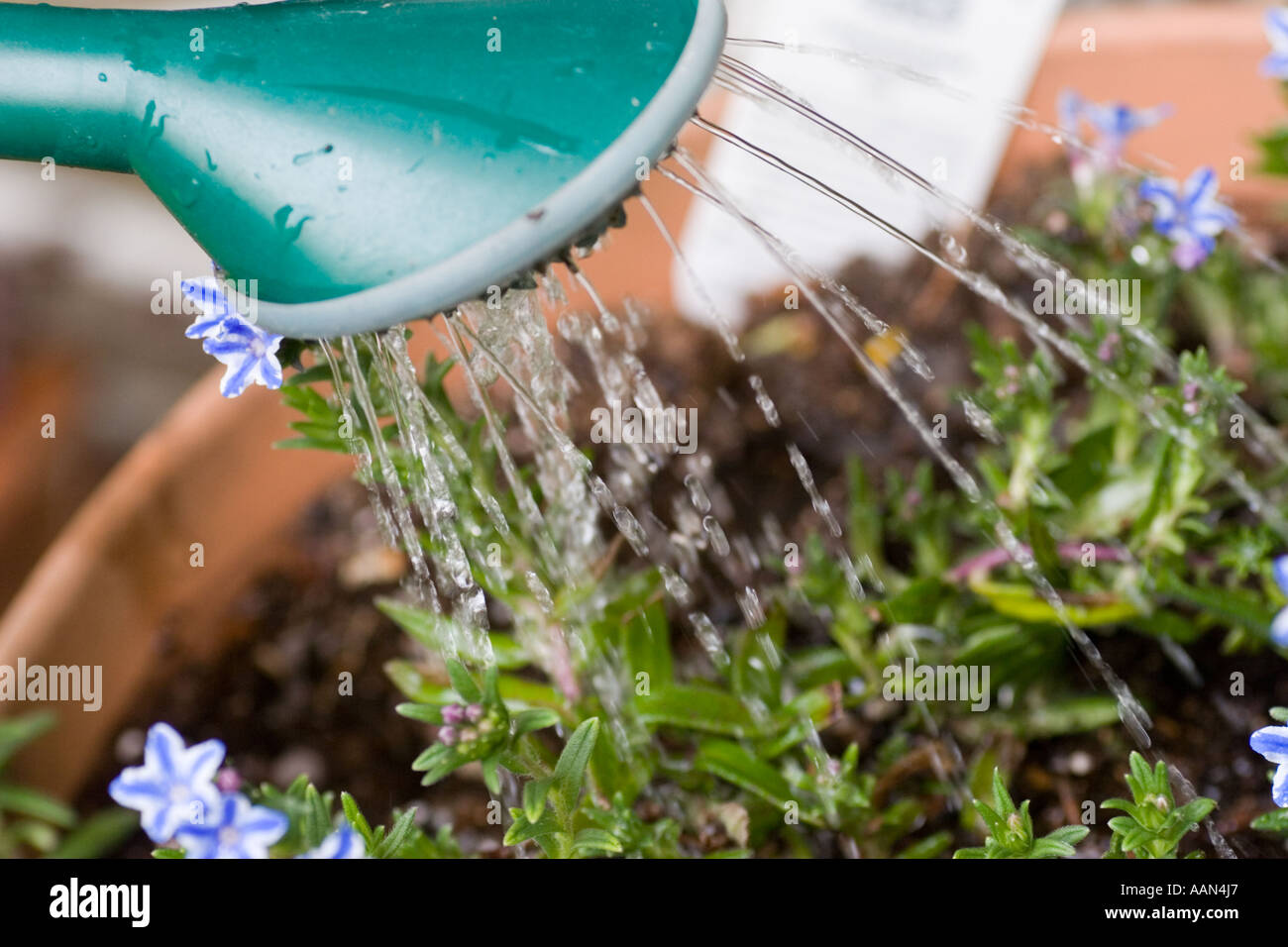 Watering plants with a plastic watering can Stock Photo