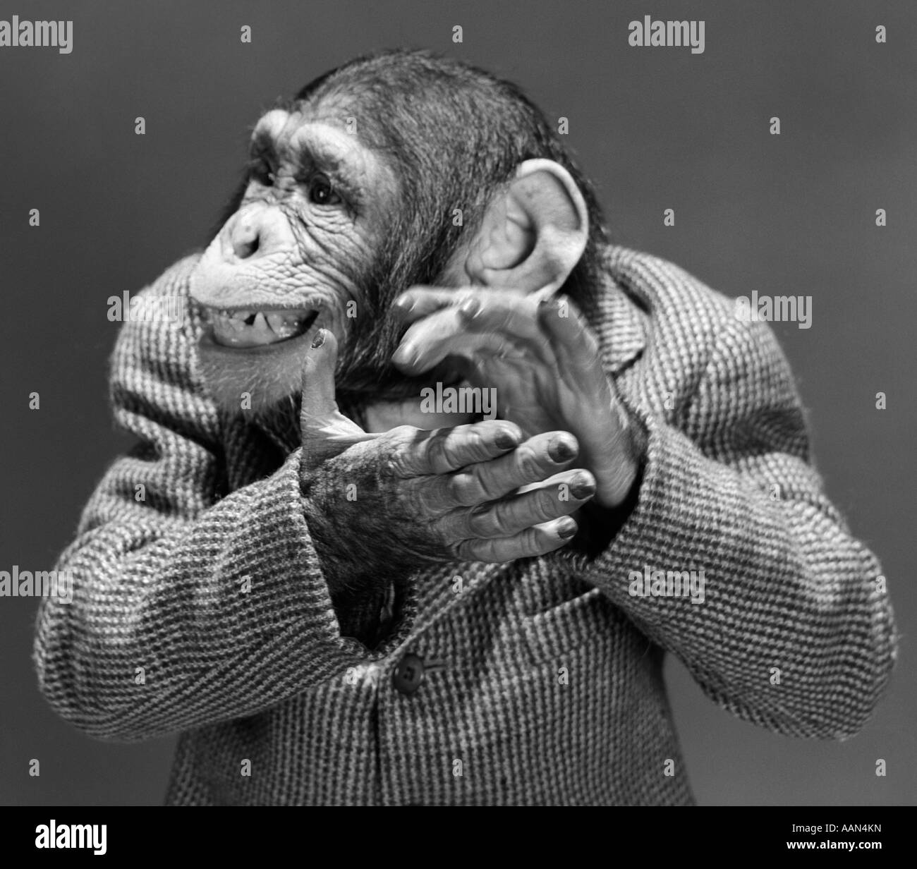 1950s 1960s MONKEY CHIMP CHIMPANZEE DRESSED IN BUSINESS SPORT JACKET CLAPPING HANDS Stock Photo