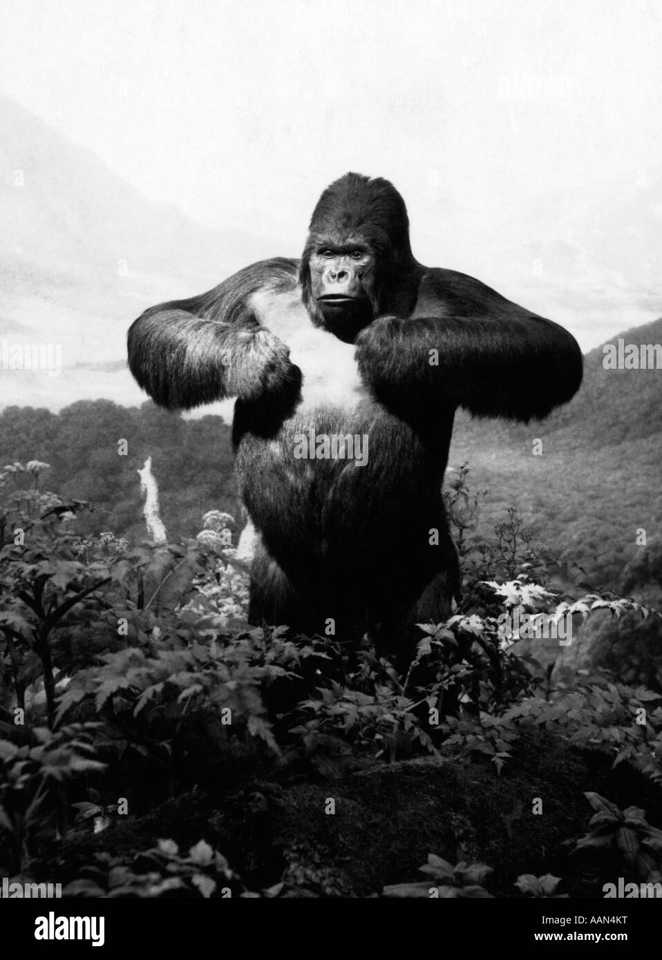 1940s STUFFED GORILLA Gorilla gorilla TOWERING ABOVE JUNGLE BEATING CHEST IN DIORAMA Stock Photo