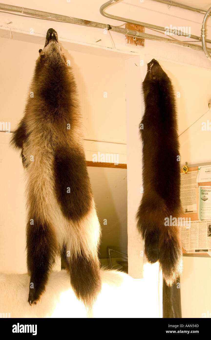 Wolverine skins in shishmaref Tannery Alaska Stock Photo Alamy