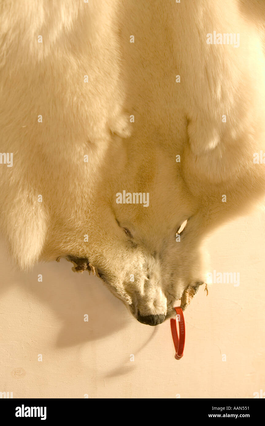 Alaska bear skin hires stock photography and images Alamy