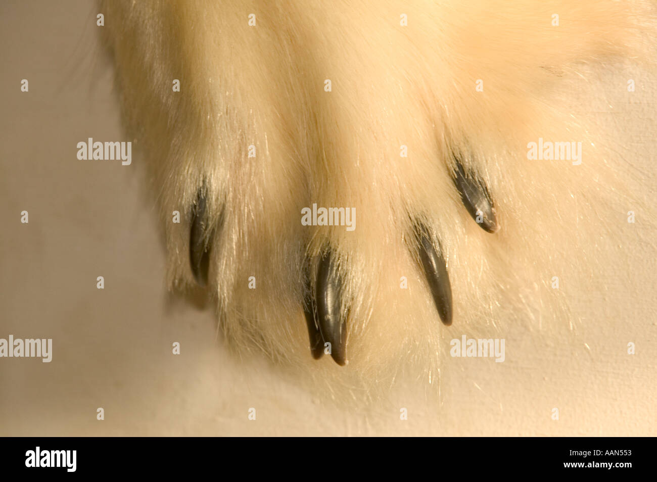 Alaska bear skin hires stock photography and images Alamy