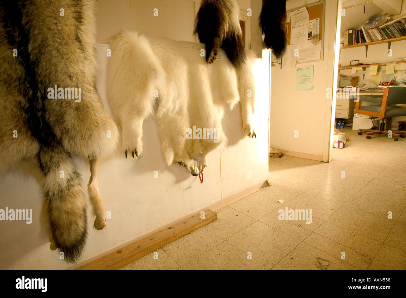 Animal skins killed by Eskimo hunters in Shishmaref tannery alaska