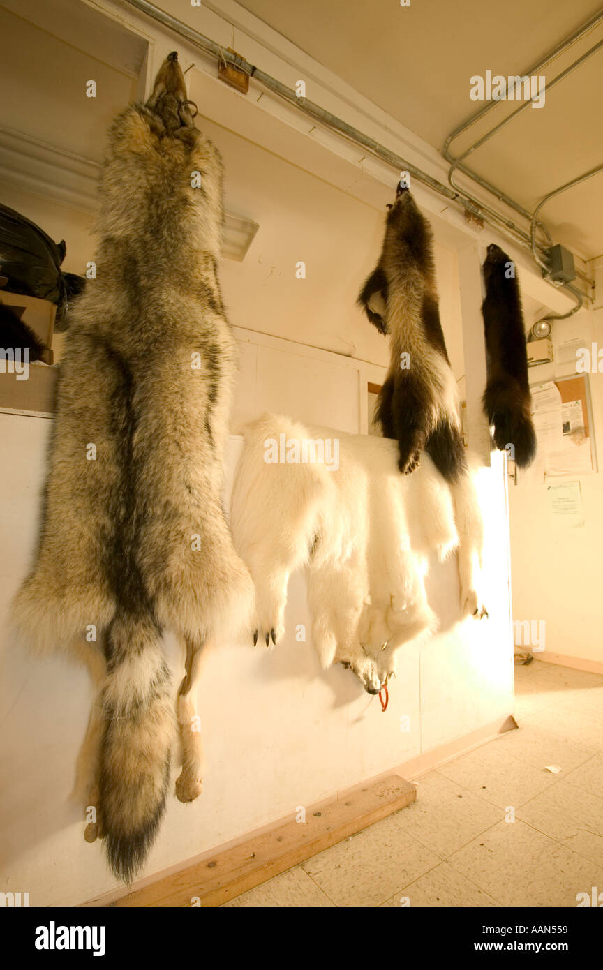 Shishmaref tannery hires stock photography and images Alamy