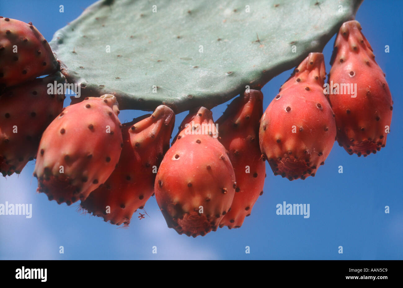 Spiky spikey red fruit hires stock photography and images Alamy
