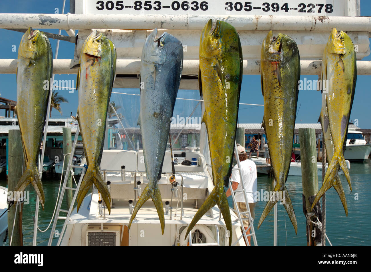 Fresh fish in florida keys Stock Photo Alamy