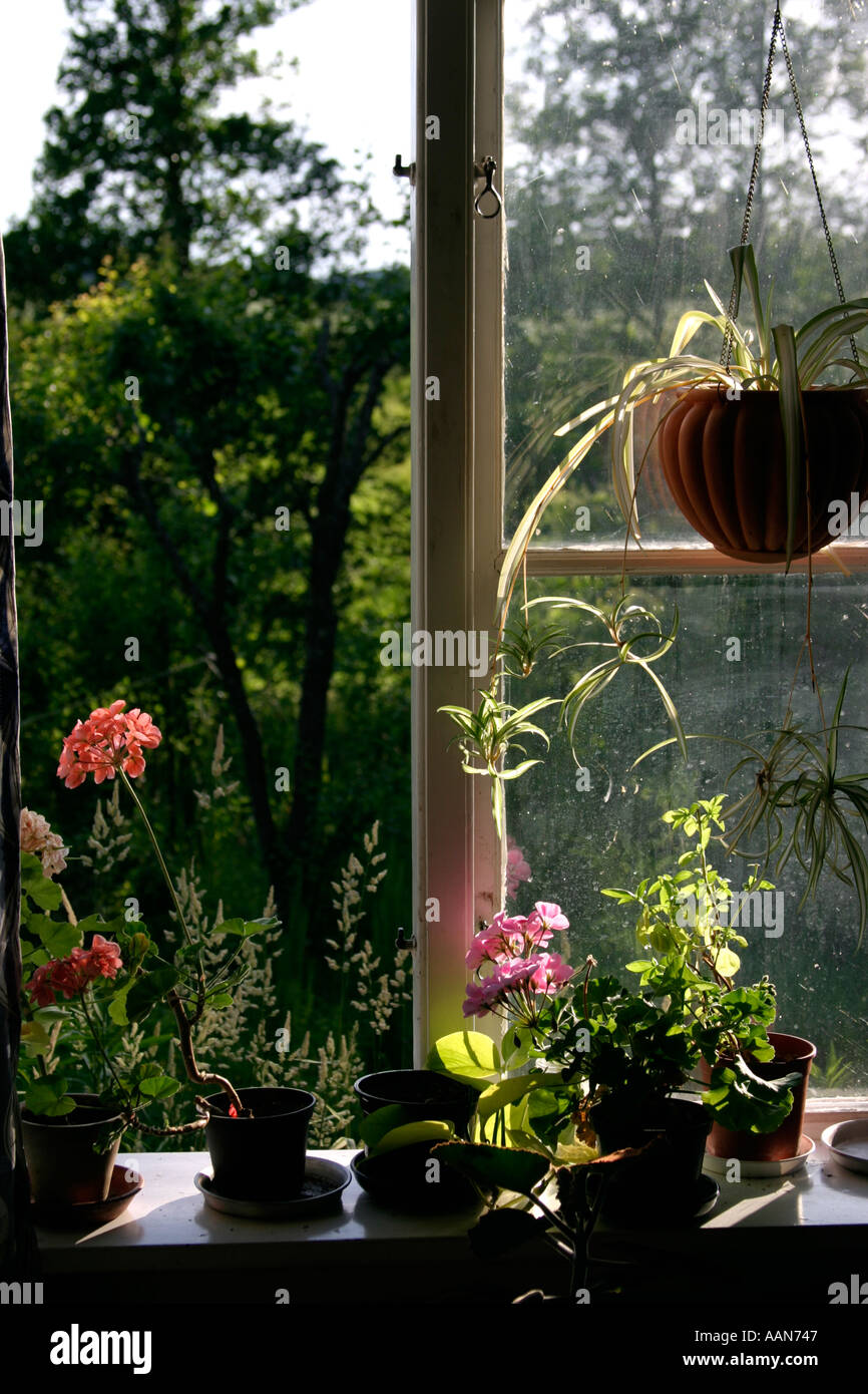 Blommor i fönster potflowers flowers Stock Photo: 2348870 - Alamy