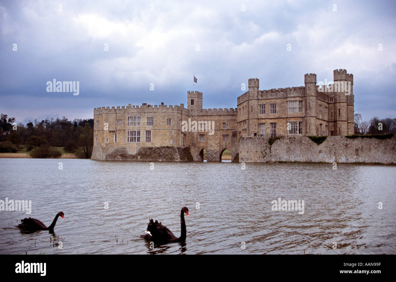 Black swans in moat of Leeds Castle Kent UK Stock Photo