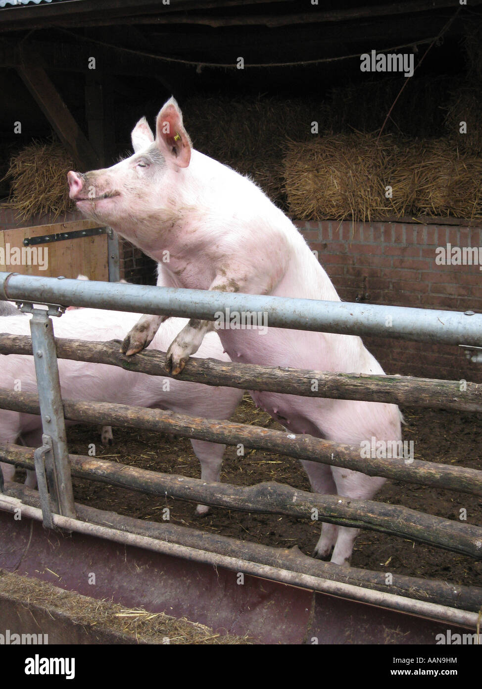 Pig standing on his back feet Stock Photo Alamy