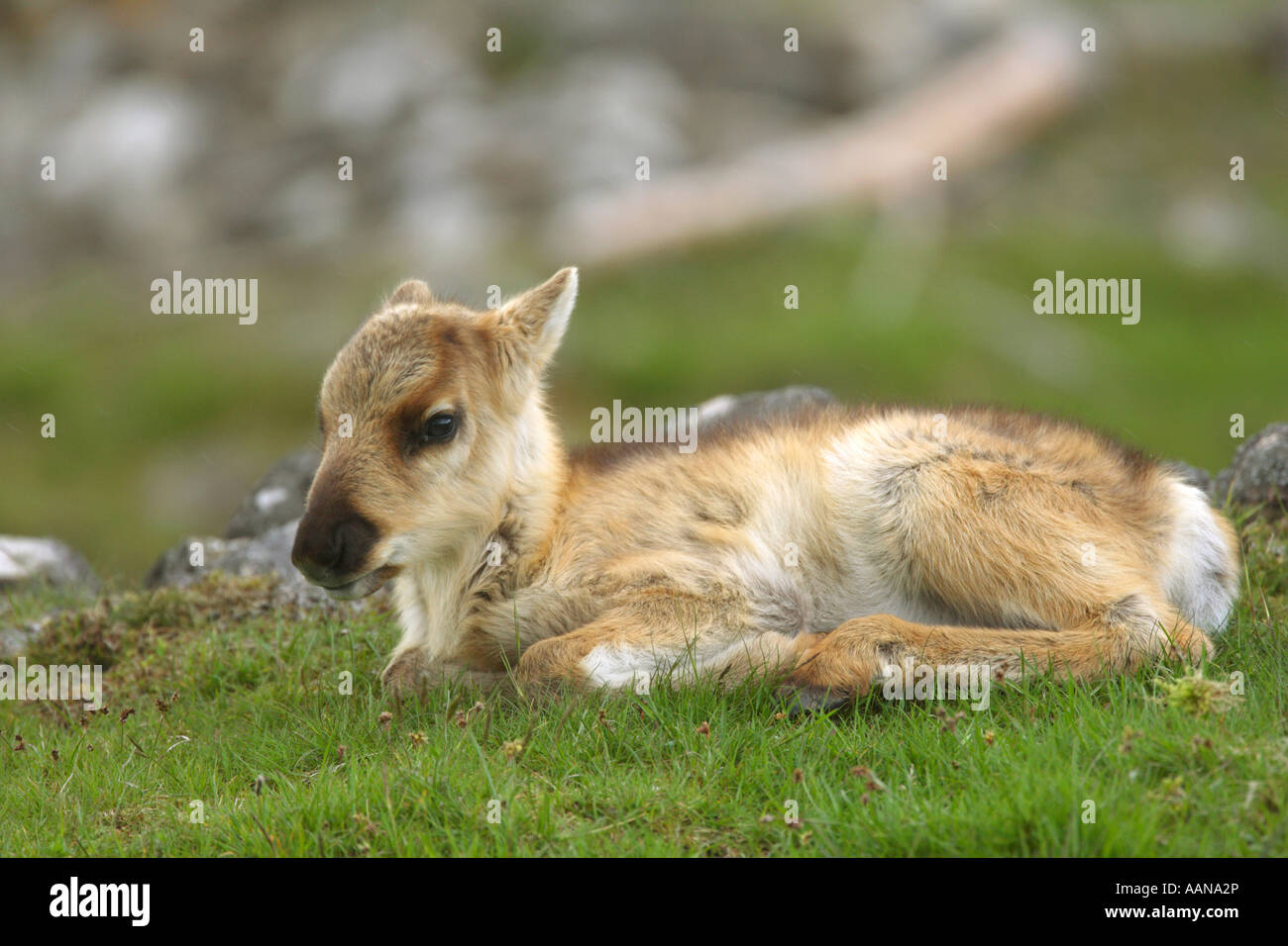 Baby caribou hi-res stock photography and images - Alamy
