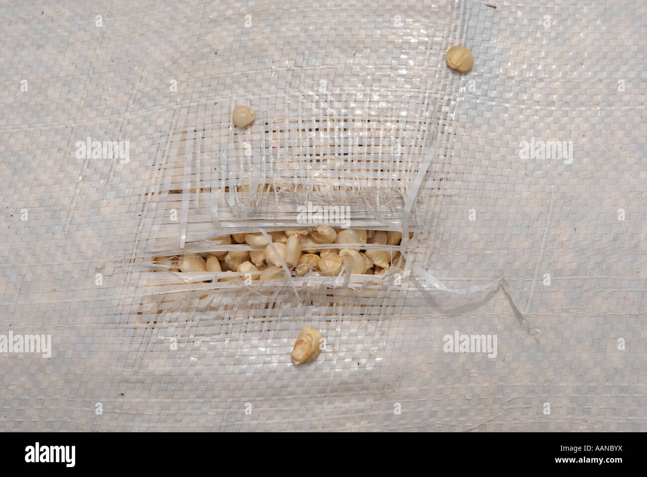 Sack of maize Stock Photo Alamy