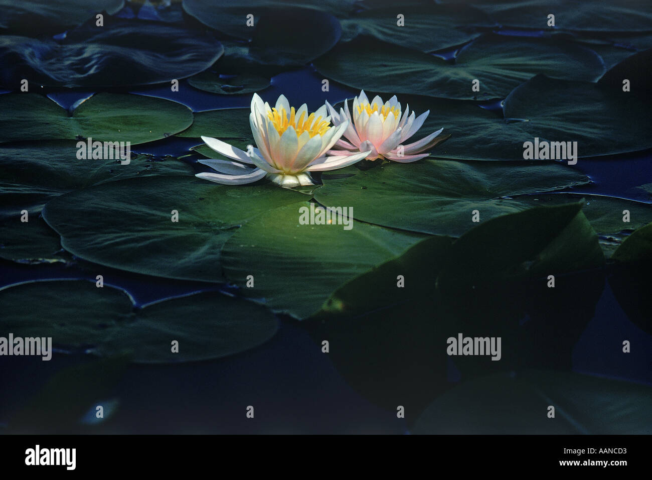 White water lilies and pads on surface of inland pond in sunlight Stock Photo