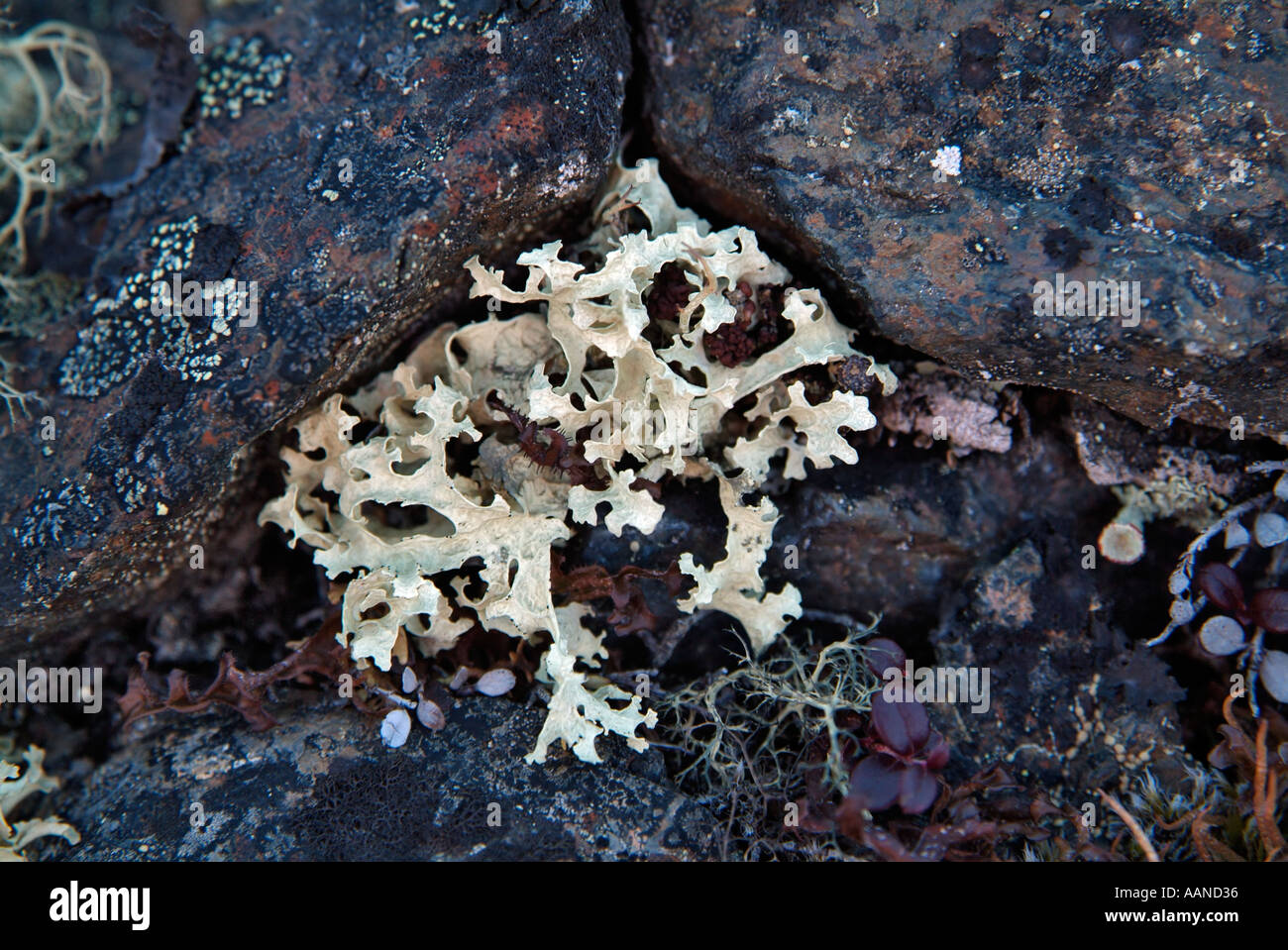 Lichen (Flavocetraria nivalis), near the Dempster Highway, Yukon, Canada Stock Photo