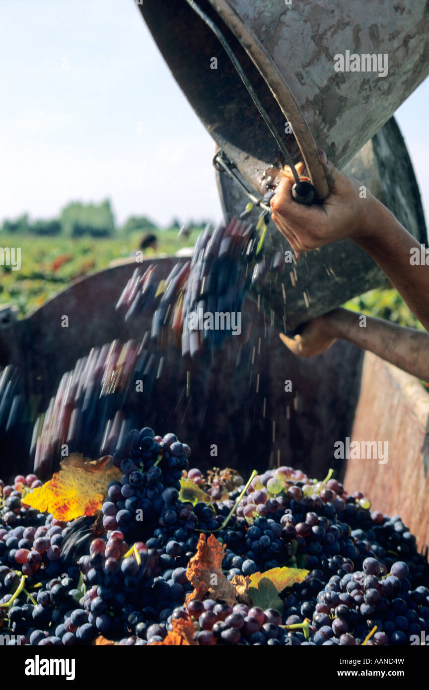 To pick the grapes Stock Photo Alamy