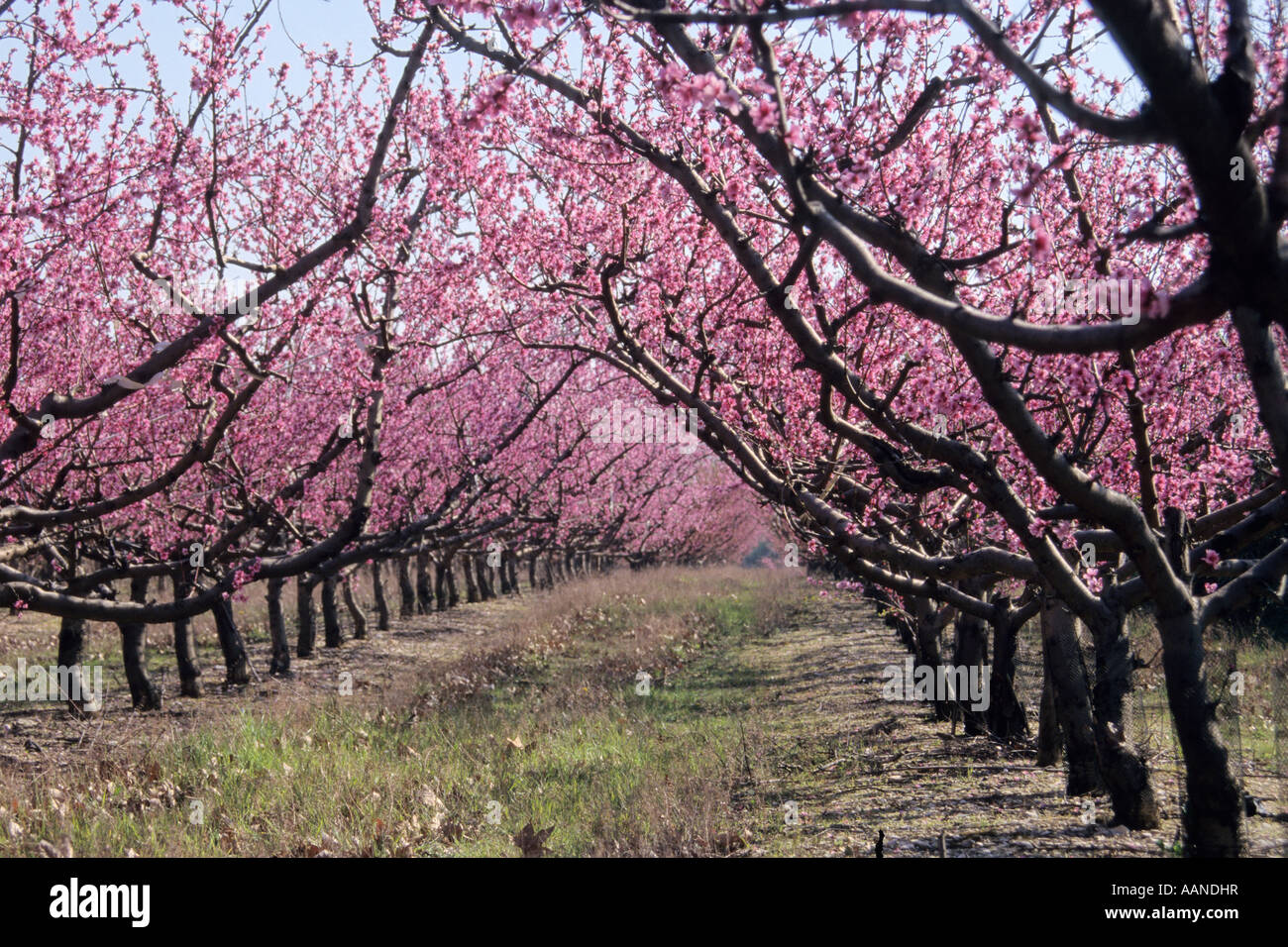 Peach trees blossoming in spring. Stock Photo