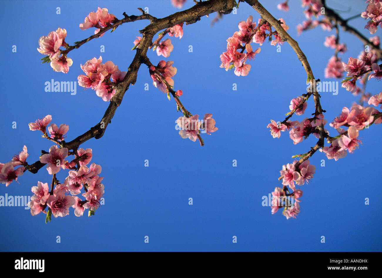 Fruit tree in flowers Stock Photo - Alamy