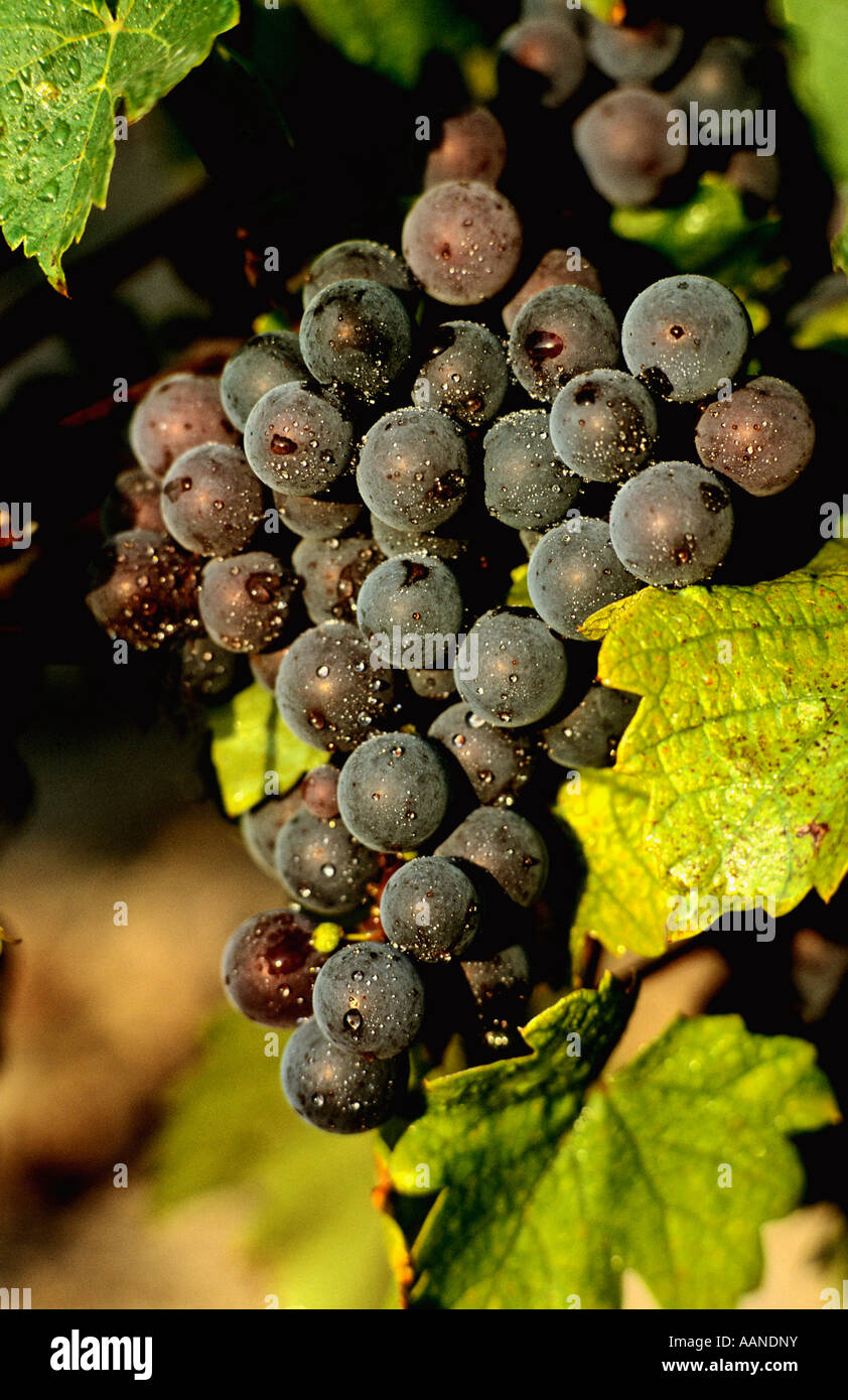 Grapes red Stock Photo