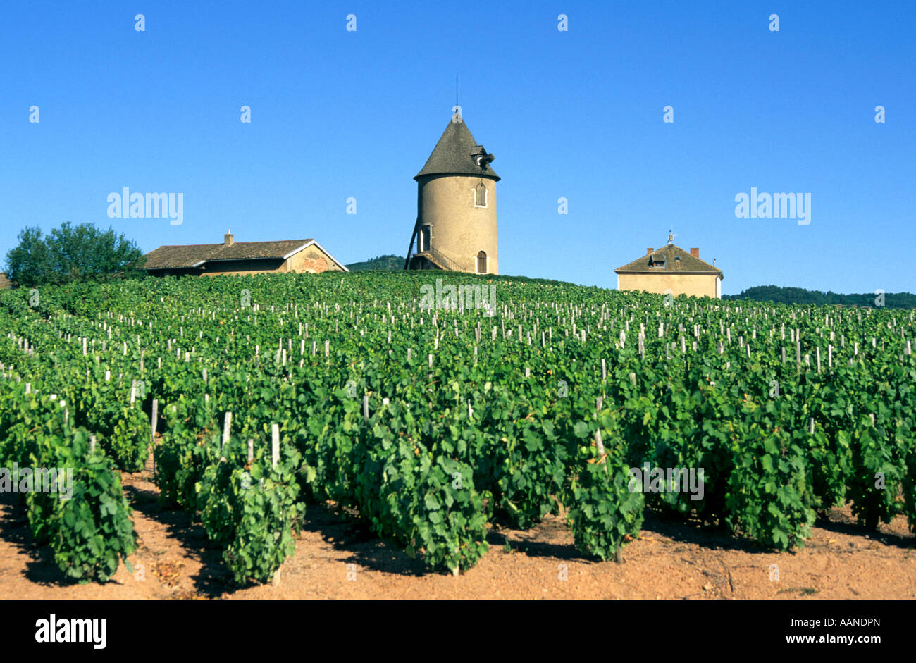 Vineyard in the Beaujolais wine making region, France Stock Photo