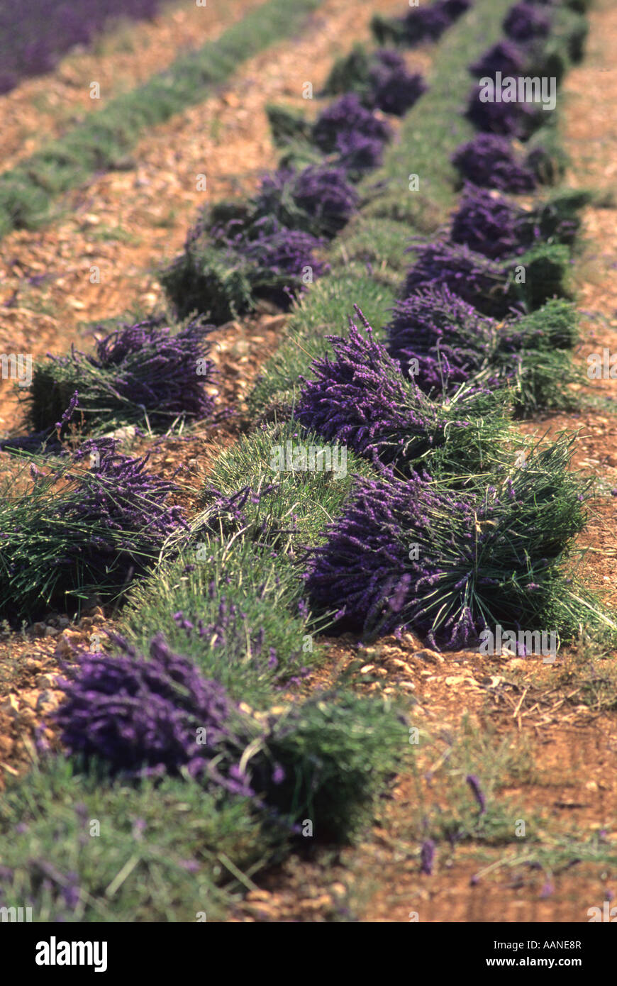 Lavender harvest, Plateau of Valensole, Alpes de Haute Provence, France, Europe Stock Photo