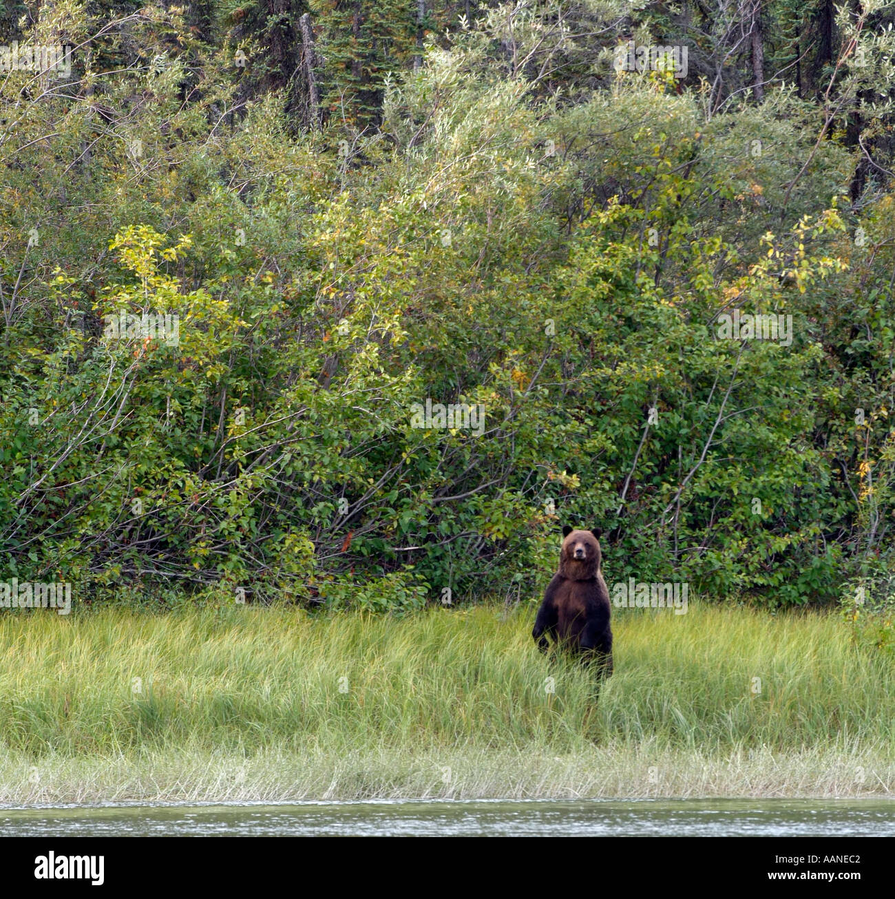 Grizzly Bear on the shores of the Yukon River, Yukon, Canada Stock Photo