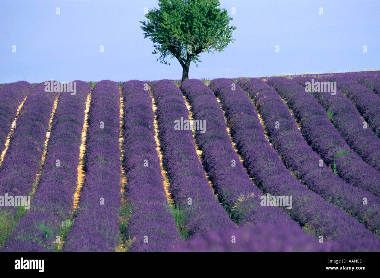 Provence, France - Lavender in a field in the South of France Stock Photo