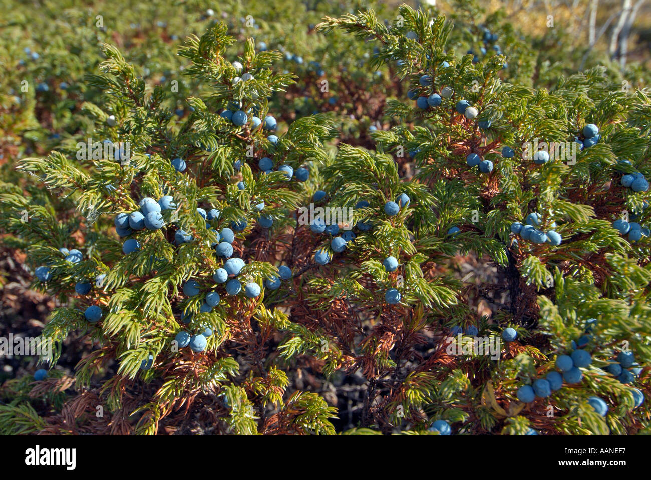 Common or Dwarf Juniper (Juniperus communis) Blueberries, near Dawson