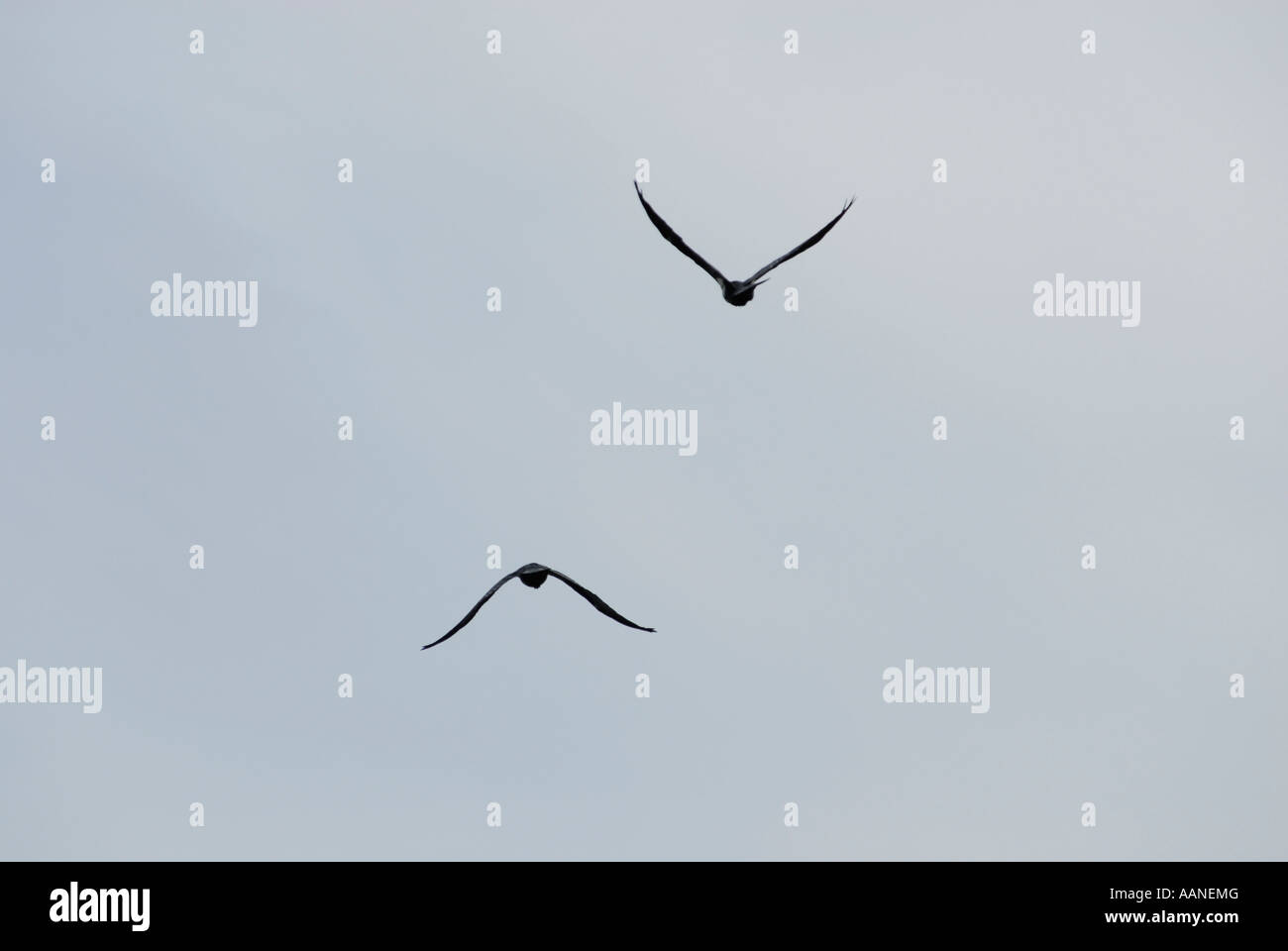 Birds flying silhouette hi-res stock photography and images - Alamy
