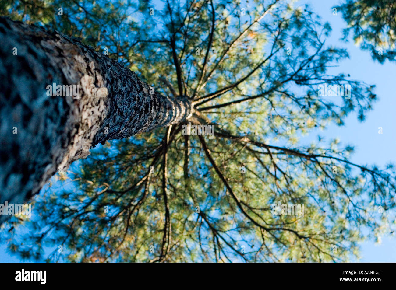 Looking up at a Loblolly pine tree Stock Photo