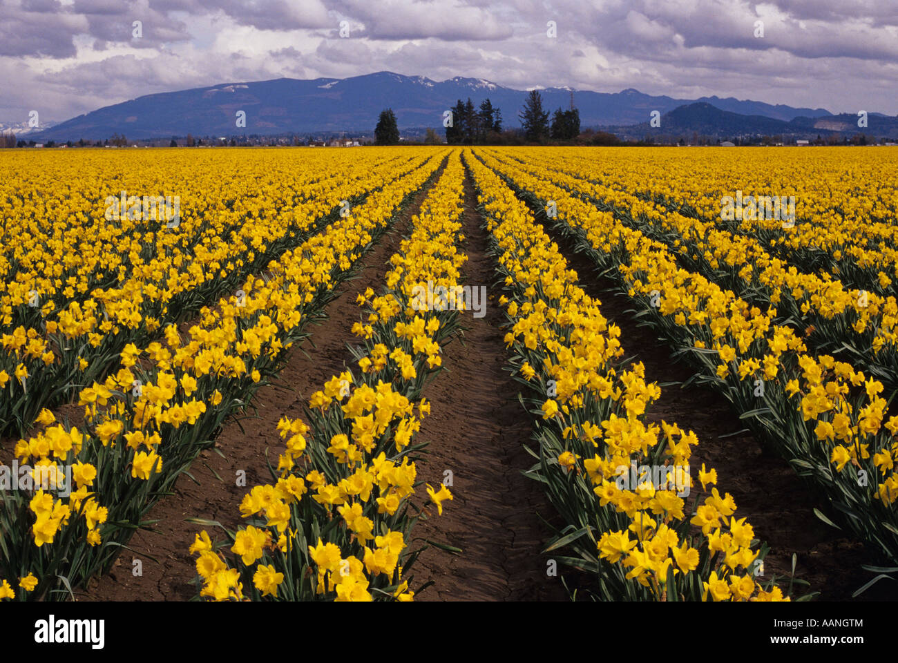 Rows of yellow daffodils with Cascade foothills in background, Mount
