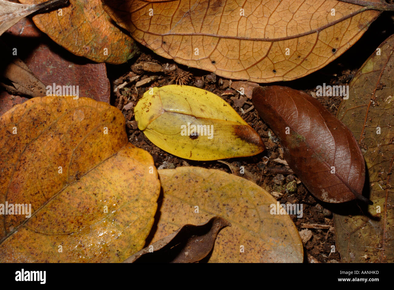 Cockroach Gyna laticosta resembling a fallen yellow leaf on the rainforest floor Cameroon Stock Photo
