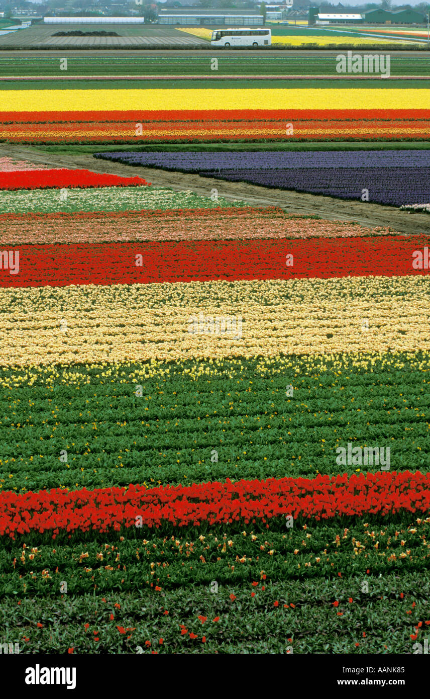 HOLLAND Lisse Keukenhof Gardens Aerial view of bulb and flower fields Motor Coach crossing fields in background Stock Photo