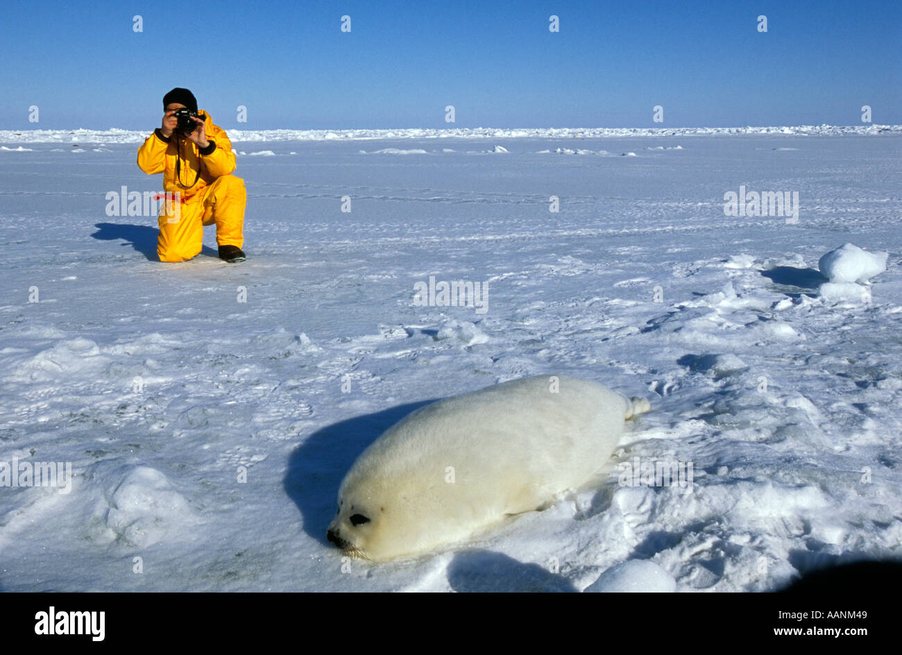 CANADA Quebec Magdalen Islands Gulf of St Lawrence Man photographing Harp Seal pup Stock Photo