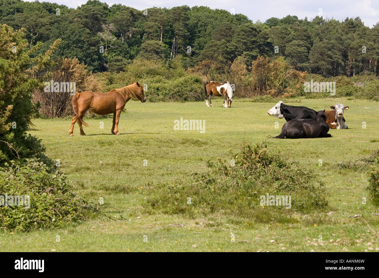 Ponies and cattle New Forest Hampshire England UK Stock Photo - Alamy