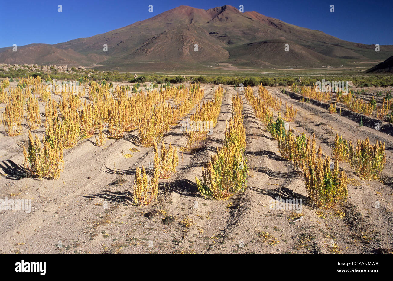 Quinoa field near San Juan del Rosario at Salar de Chiguana, Bolivia Stock Photo