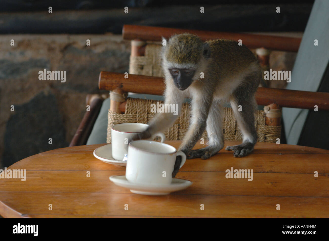 moustached monkey (Cercopithecus cephus), single individuum on a coffee table, Kenya, Central, Samburu National Reserve, Isiolo Stock Photo