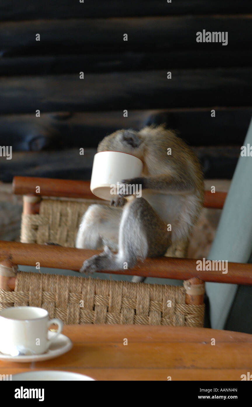 moustached monkey (Cercopithecus cephus), single individuum drinking coffee, Kenya, Central, Samburu National Reserve, Isiolo Stock Photo