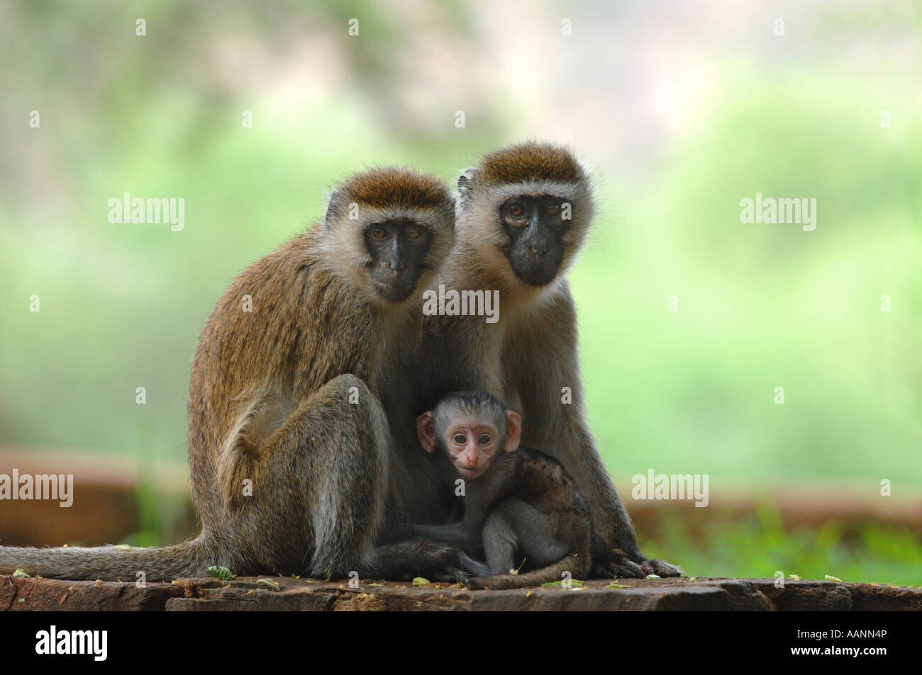 Guenons hi-res stock photography and images - Alamy