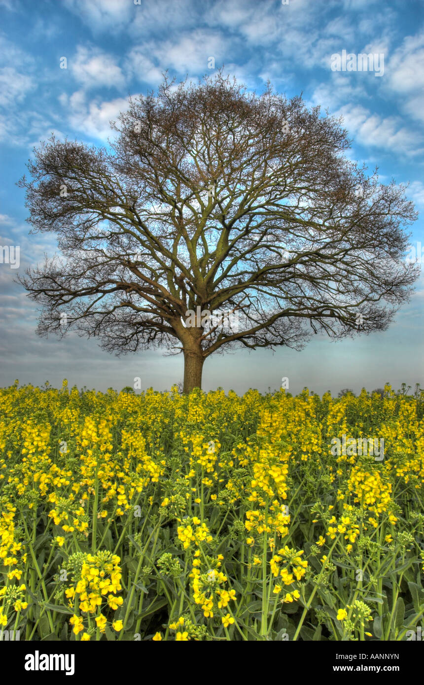 Oil Seed Rape field with tree in distance Stock Photo - Alamy