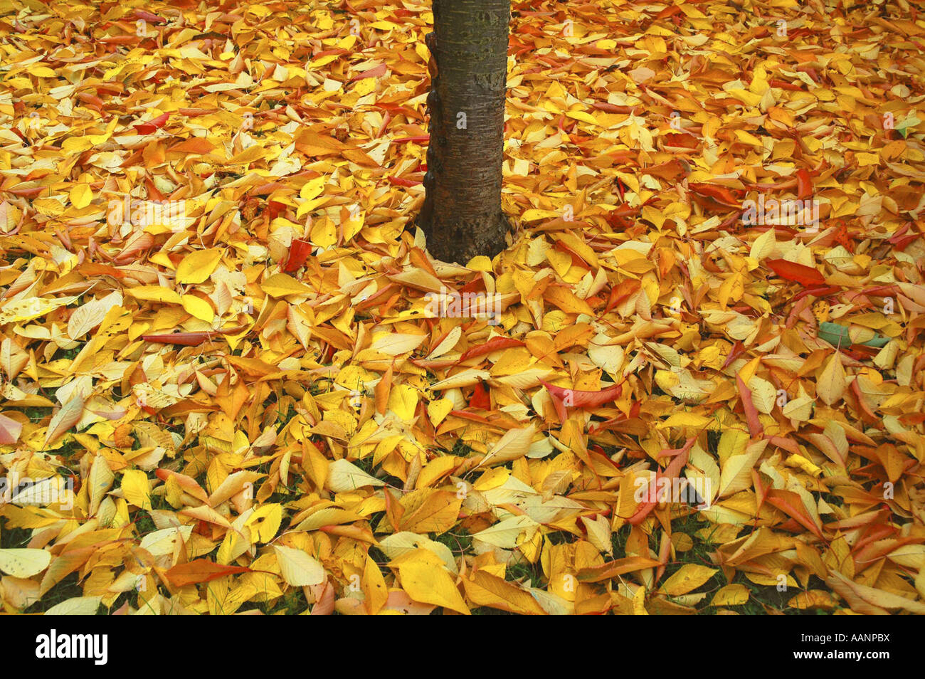 wild cherry, sweet cherry, gean, mazzard (Prunus avium), autumn leaves, Germany, Baden-Wuerttemberg Stock Photo