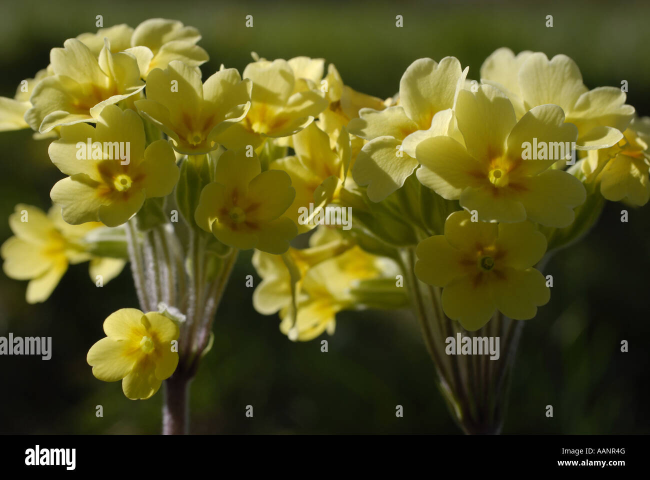False oxlip hi-res stock photography and images - Alamy