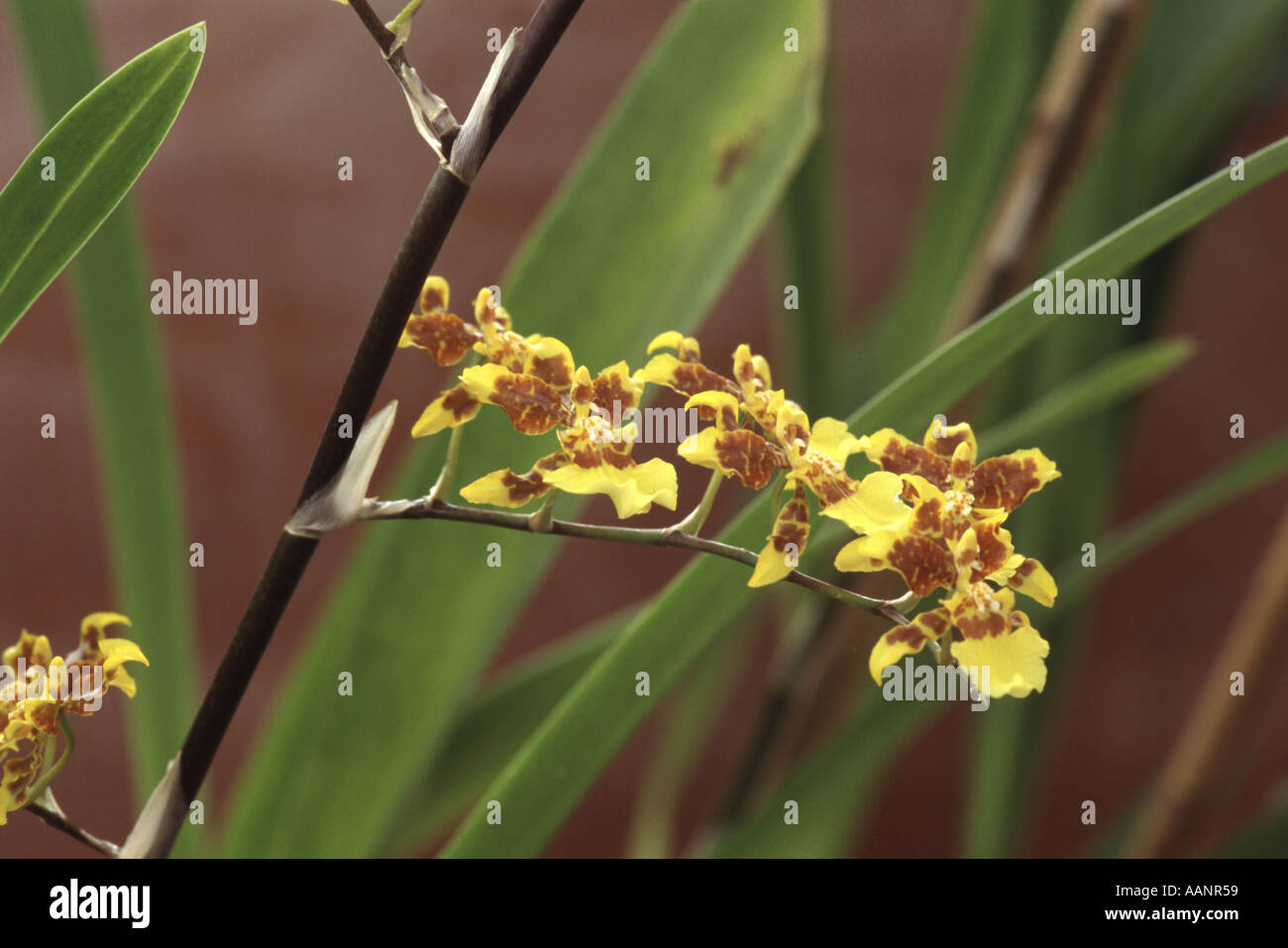 Oncidium sphacelatum aff Stock Photo - Alamy