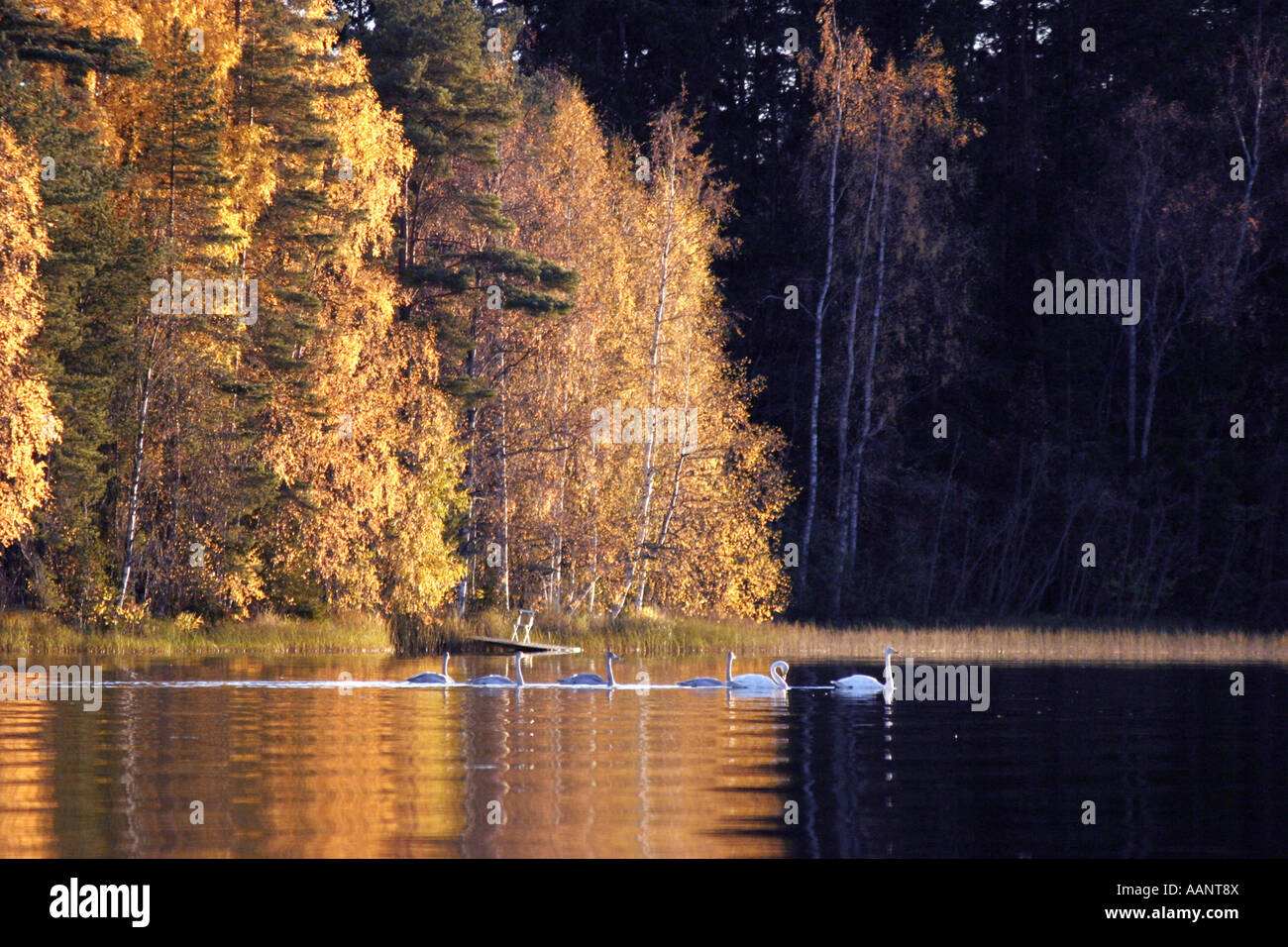 whooper swan (Cygnus cygnus), Whoopers in Aitolahti, Finland Stock Photo
