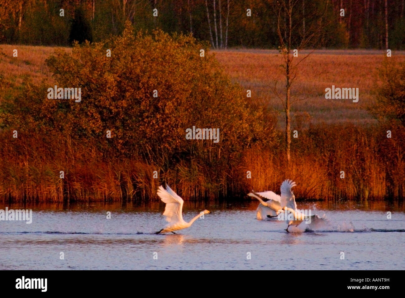 whooper swan (Cygnus cygnus), Whoopers in Haemeenkyrae, Finland Stock Photo