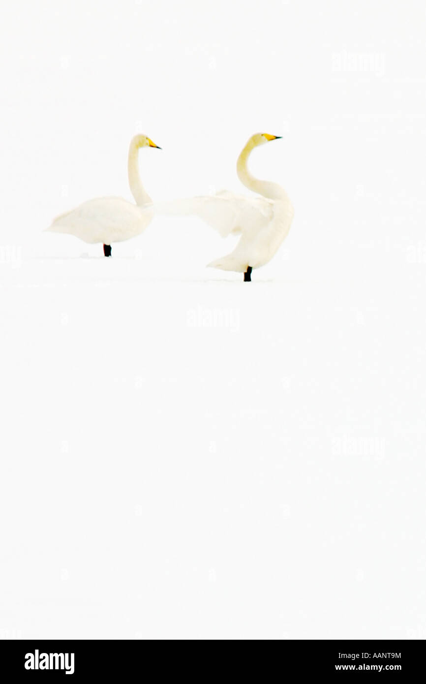 whooper swan (Cygnus cygnus), Whoopers in snow, Finland Stock Photo