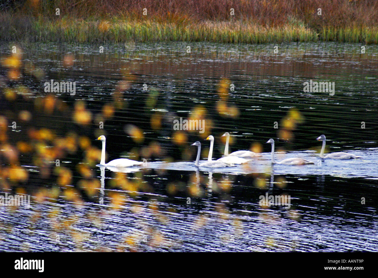 whooper swan (Cygnus cygnus), Whooper family, Finland Stock Photo