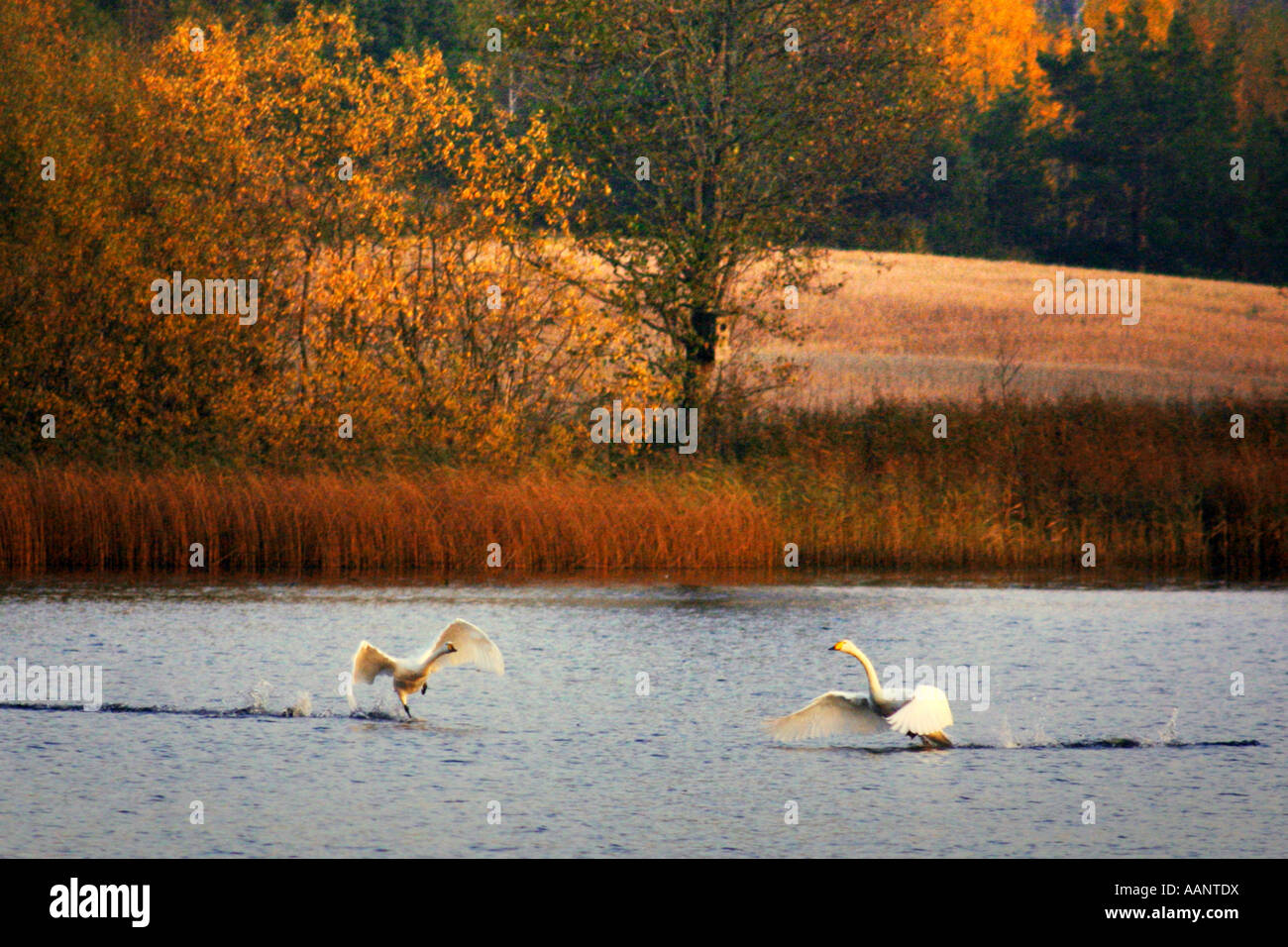 whooper swan (Cygnus cygnus), Whoopers in Haemeenkyroe, Finland Stock Photo