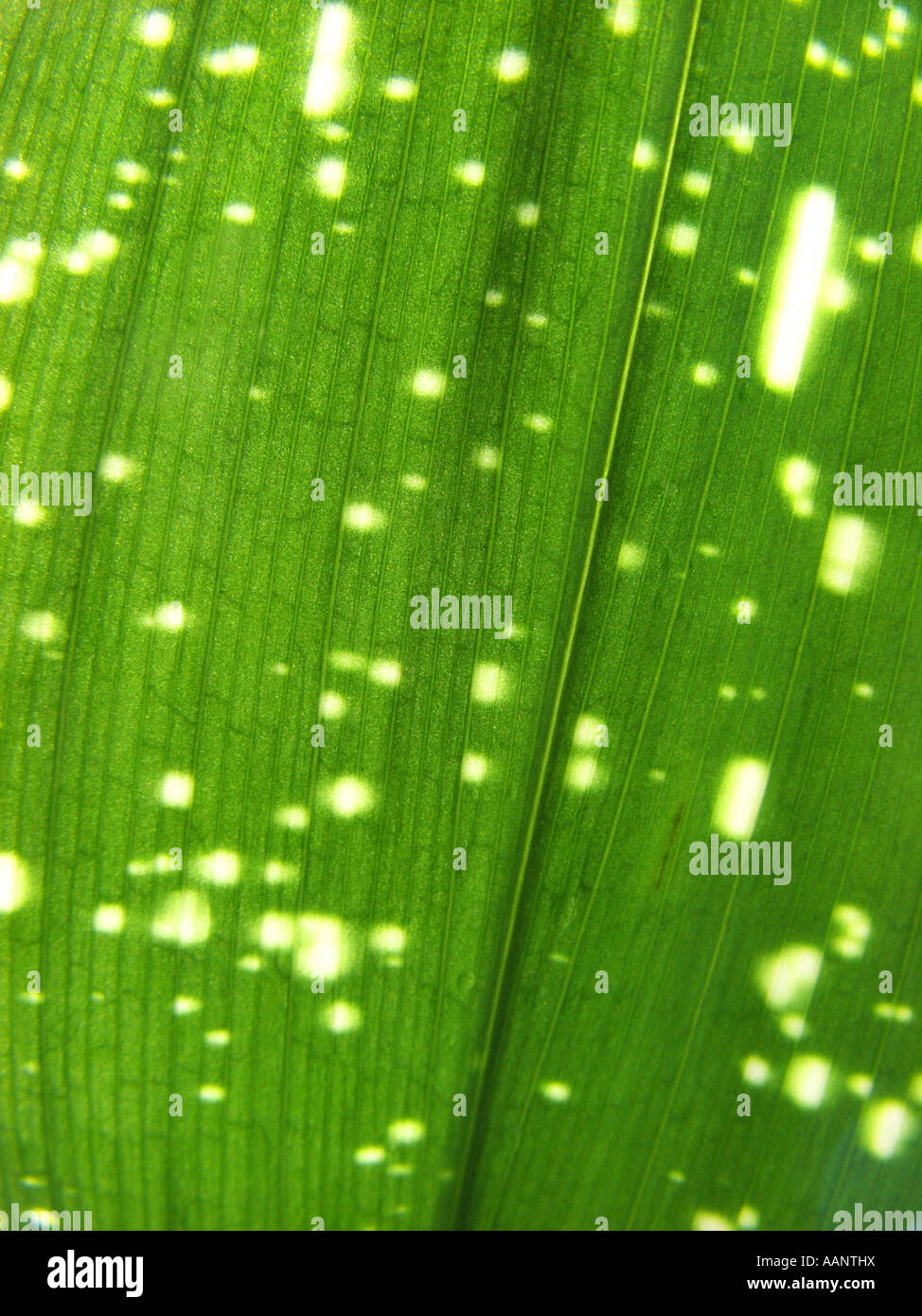 cast iron plant (Aspidistra elatior 'Milky Way', Aspidistra elatior Milky Way), leaf in shining through light Stock Photo
