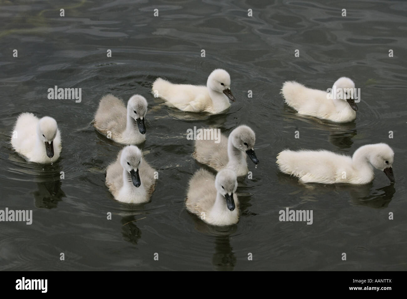 mute swan (Cygnus olor), swan chicks swimming, Germany Stock Photo Alamy